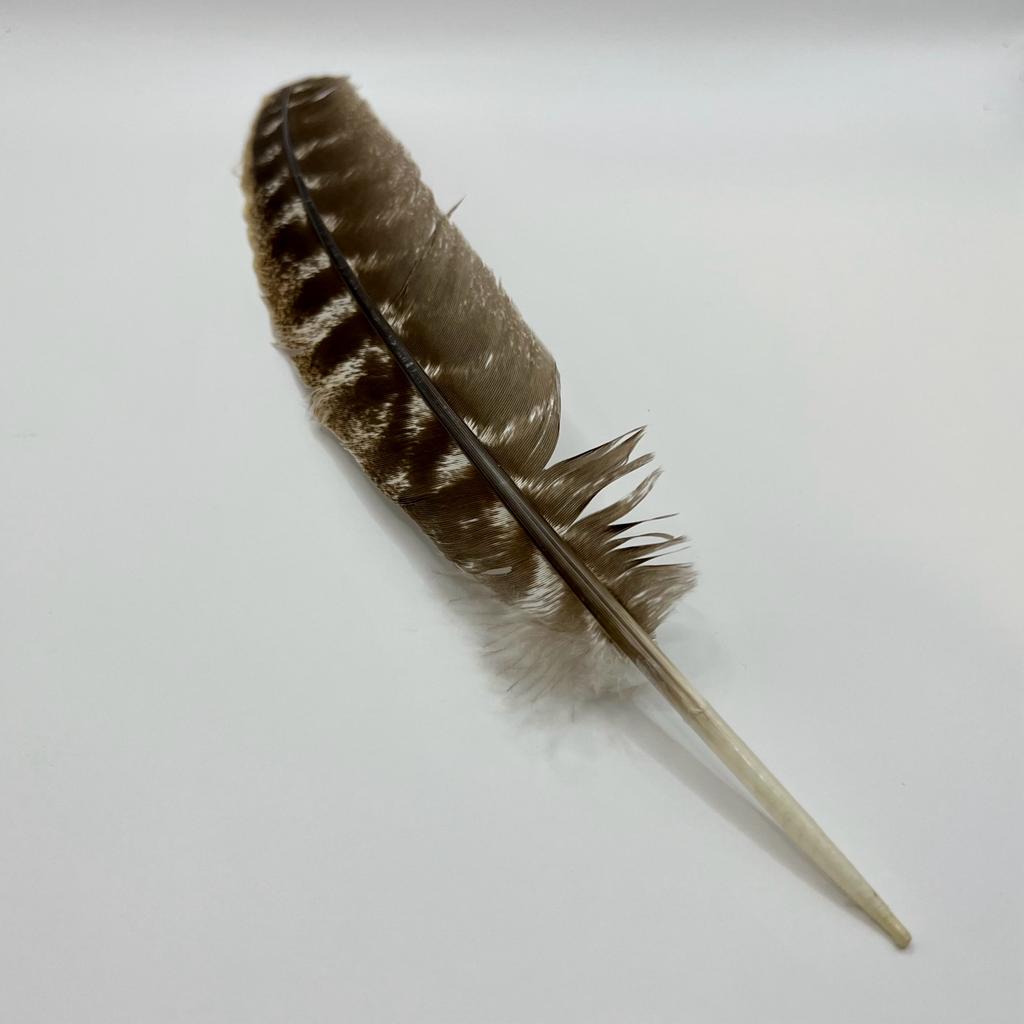 Turkey Smudging Feather for Fanning